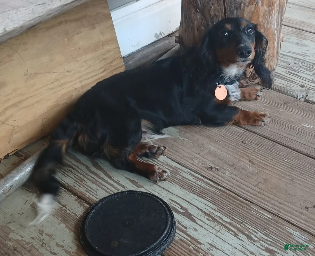 Dachshund dogs for sale: Buddy - Ad 2