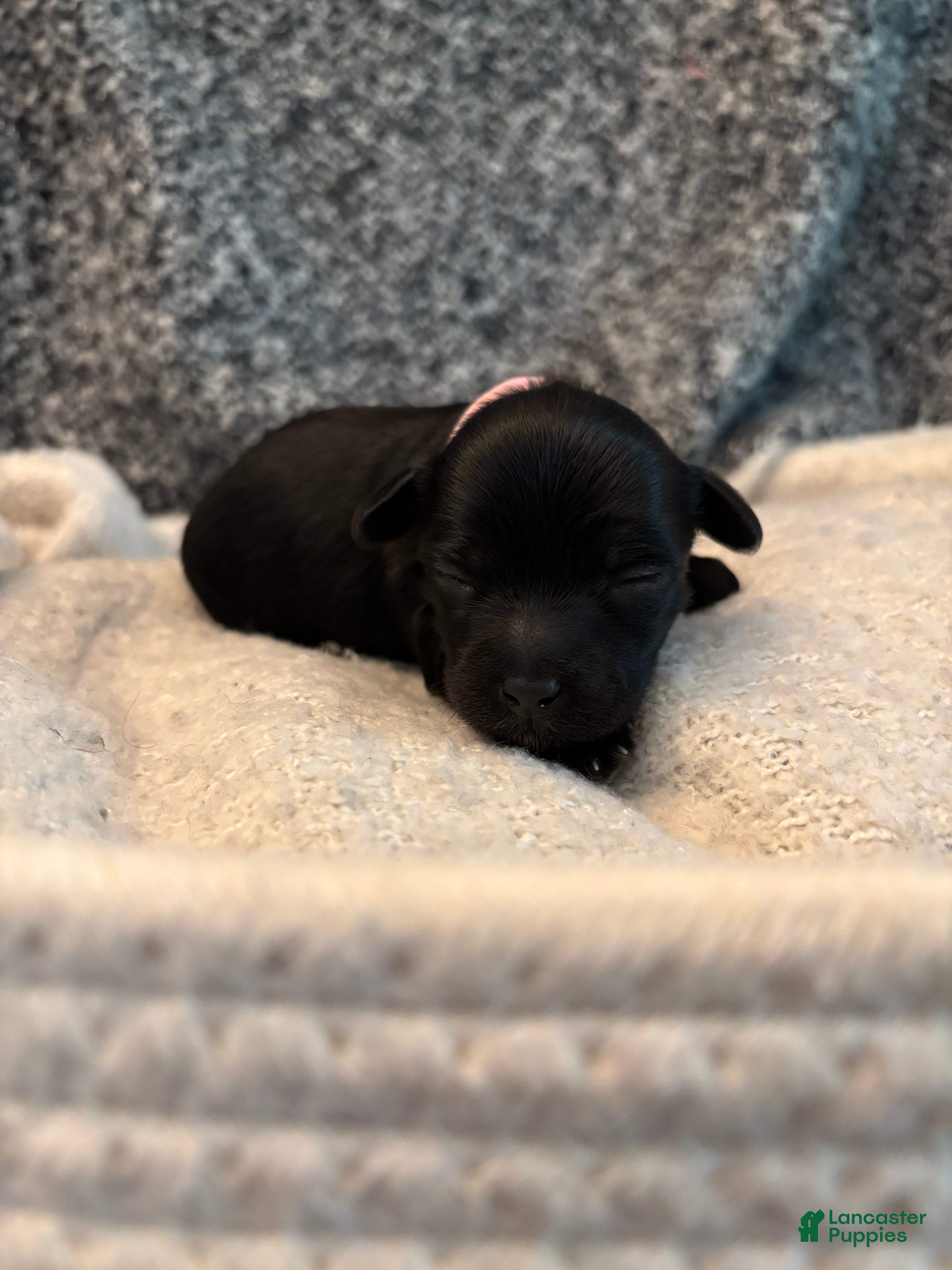 Yorkiepoo dogs Stella - Ad 1