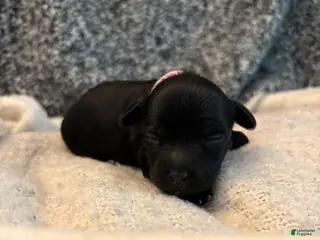 Yorkiepoo dogs for sale: Stella - Ad 3