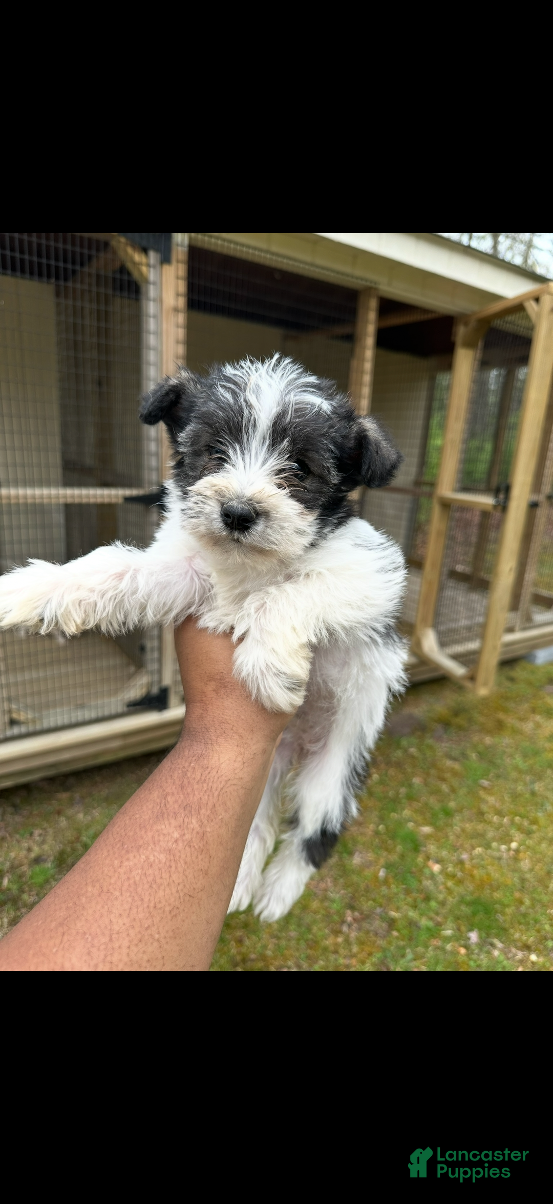 Miniature Schnauzer dogs for sale: Miniature Schnauzer Puppy 2 - Ad 1