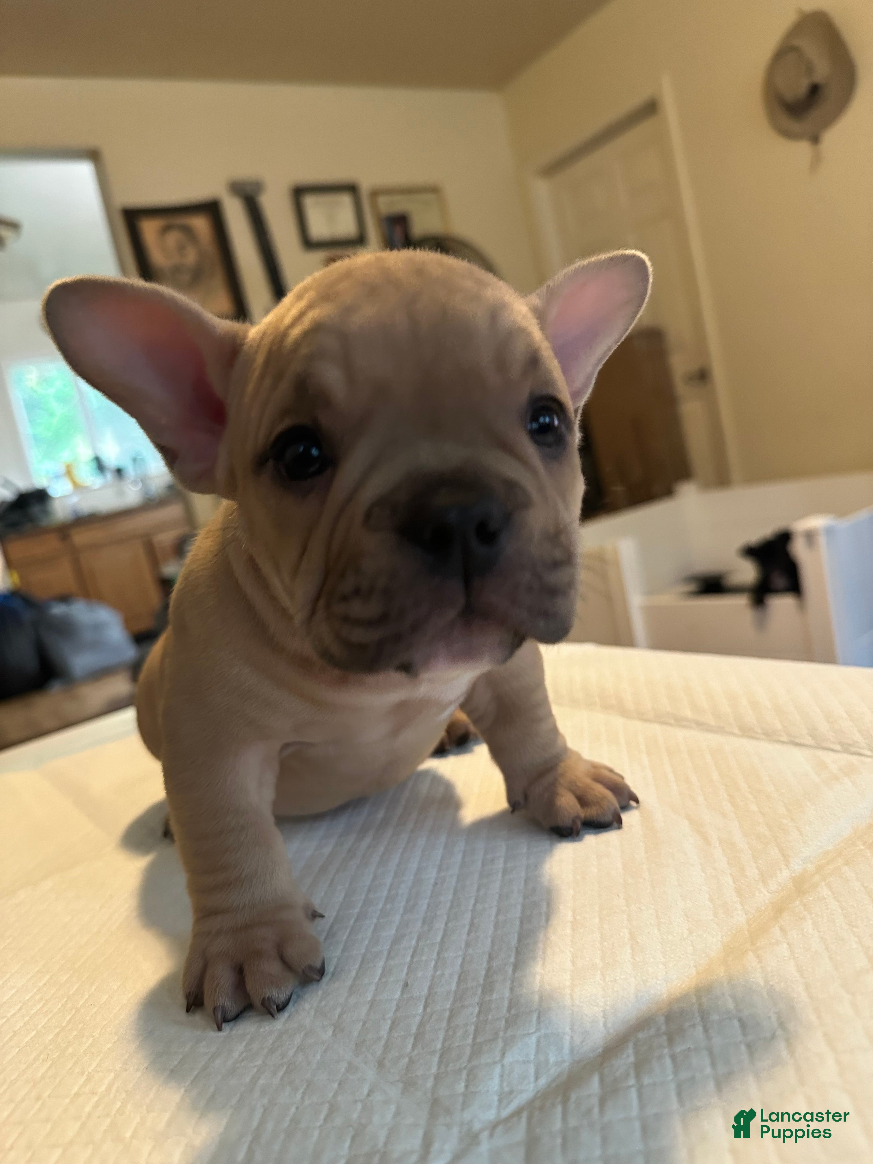 American Bully dogs Flippers - Ad 2