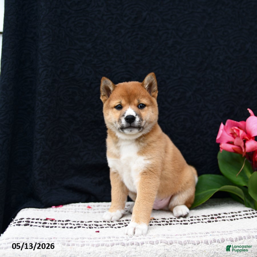 Shiba Inu dogs for sale: Jersey - Ad 1