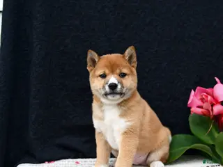 Shiba Inu dogs for sale: Jersey - Ad 1