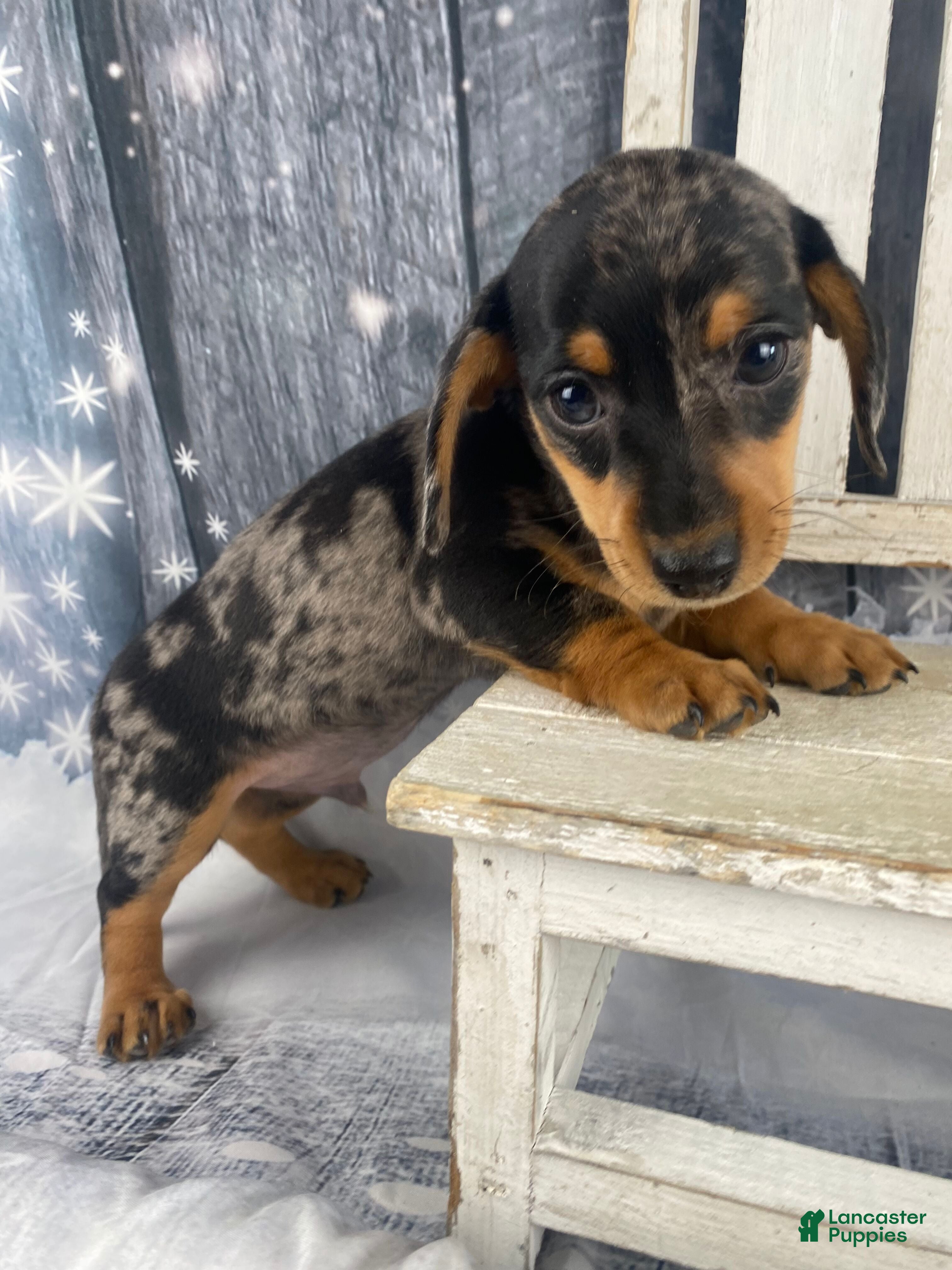 Miniature Dachshund dogs Rowdy - Ad 19