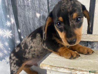 Miniature Dachshund dogs Rowdy - Ad 19