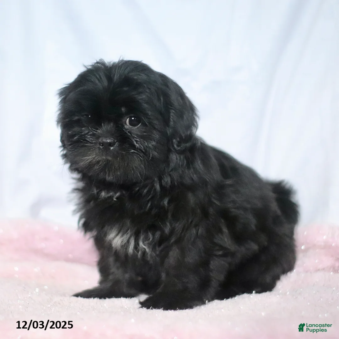 Shih Tzu dogs for sale: Kim  - Ad 3