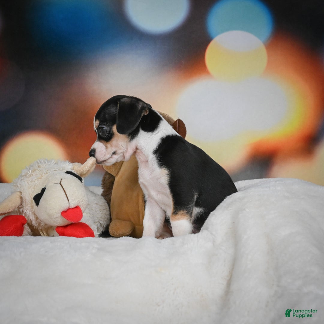 Chihuahua dogs for sale: Glen - Ad 10