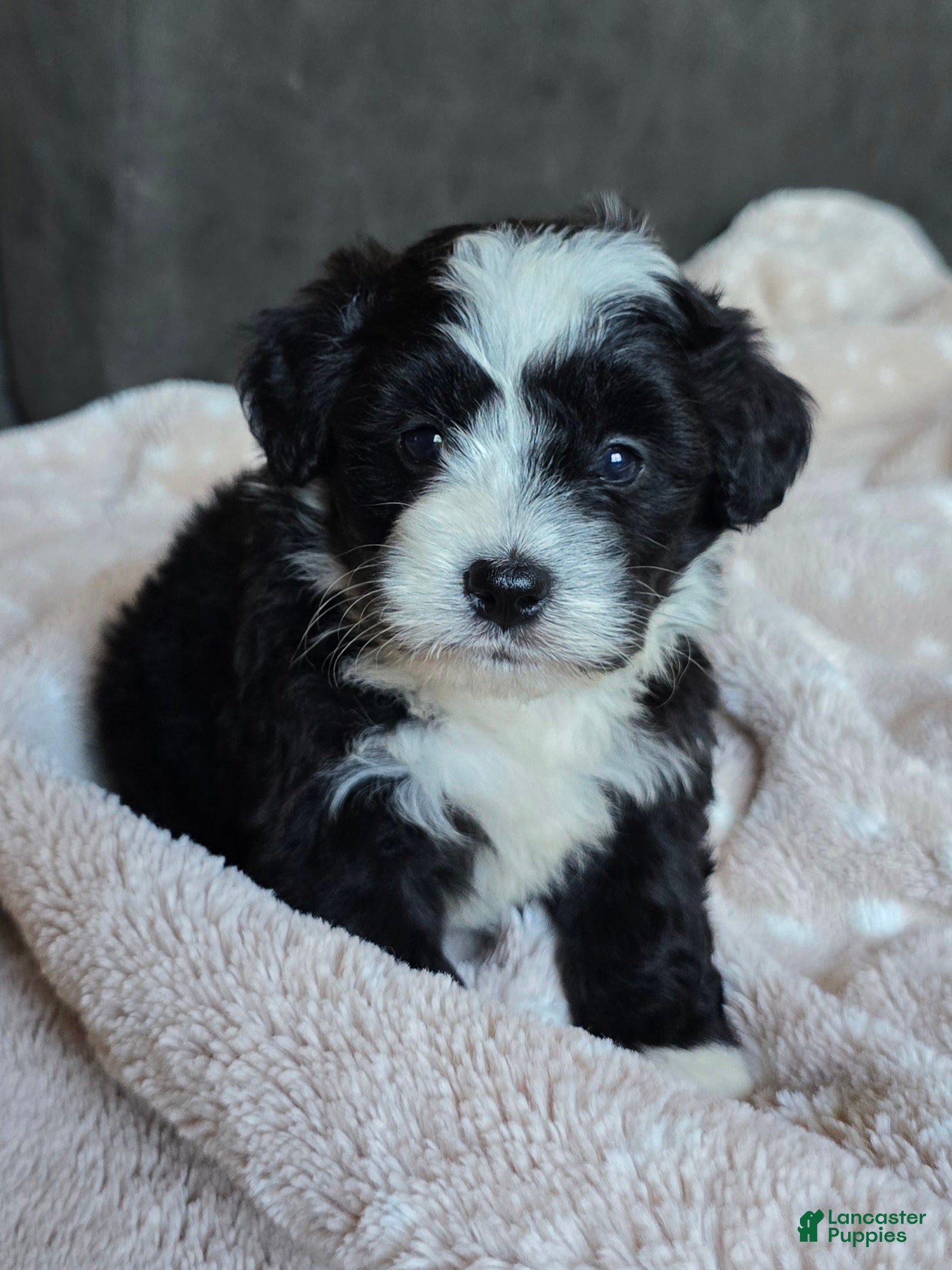 Mini Bernedoodle dogs Mini Wendy - Ad 1