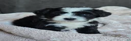 Mini Bernedoodle dogs for sale: Mini Wendy - Ad 1