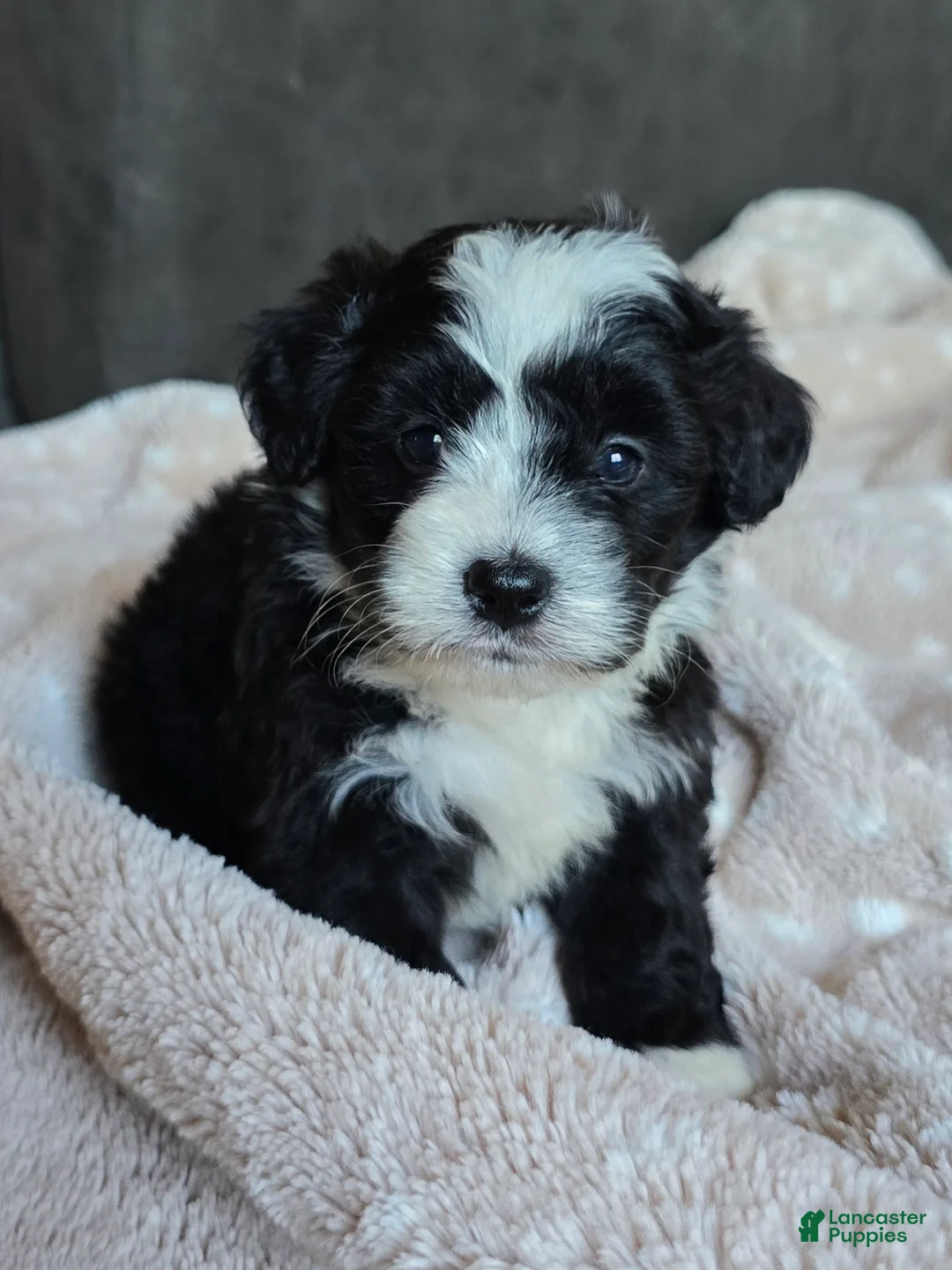 Mini Bernedoodle dogs for sale: Mini Wendy - Ad 1