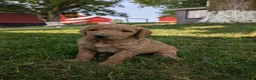 Goldendoodle dogs for sale: Sara - Ad 3