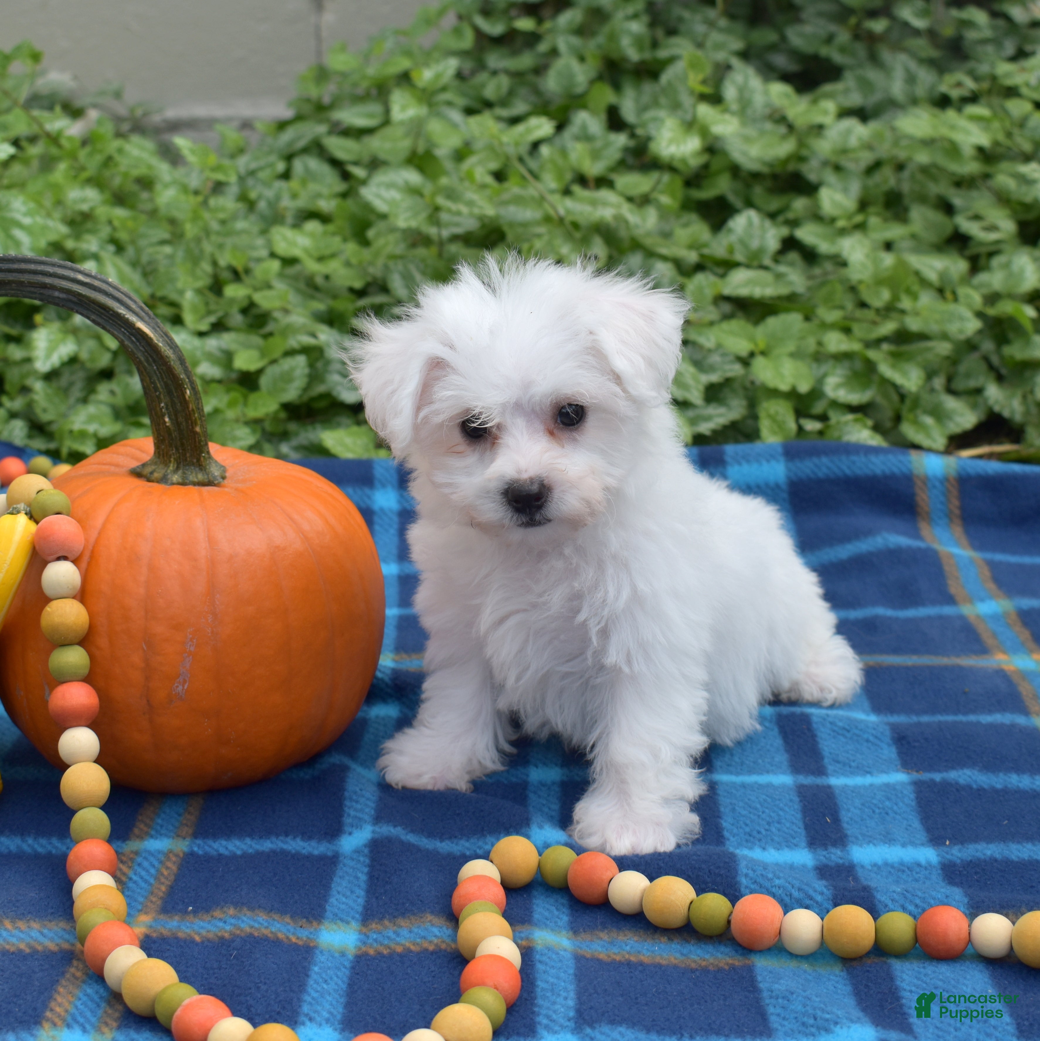 Bichon Frise dogs Lady (Tiny) - Ad 2