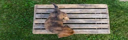 Miniature Dachshund dogs for sale: Birdie - Ad 9