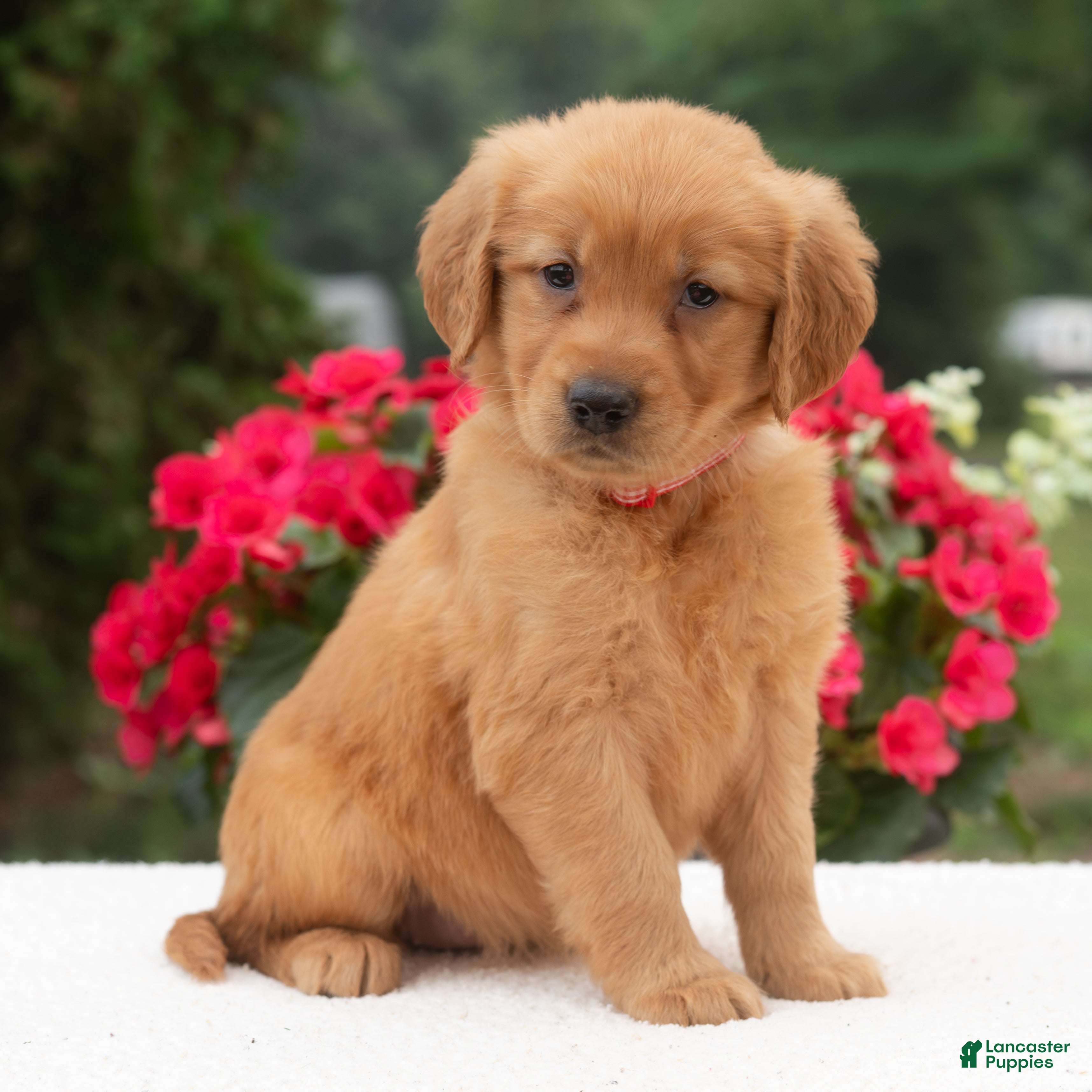 Golden Retriever dogs Kari  - Ad 2