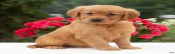 Golden Retriever dogs for sale: Kari  - Ad 2