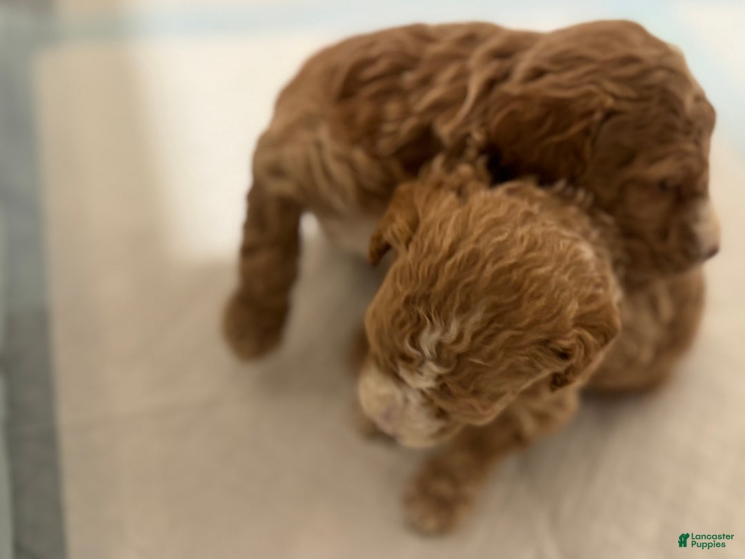 Mini Goldendoodle dogs for sale: Mini Goldendoodle ‘Lennox’  - Ad 6