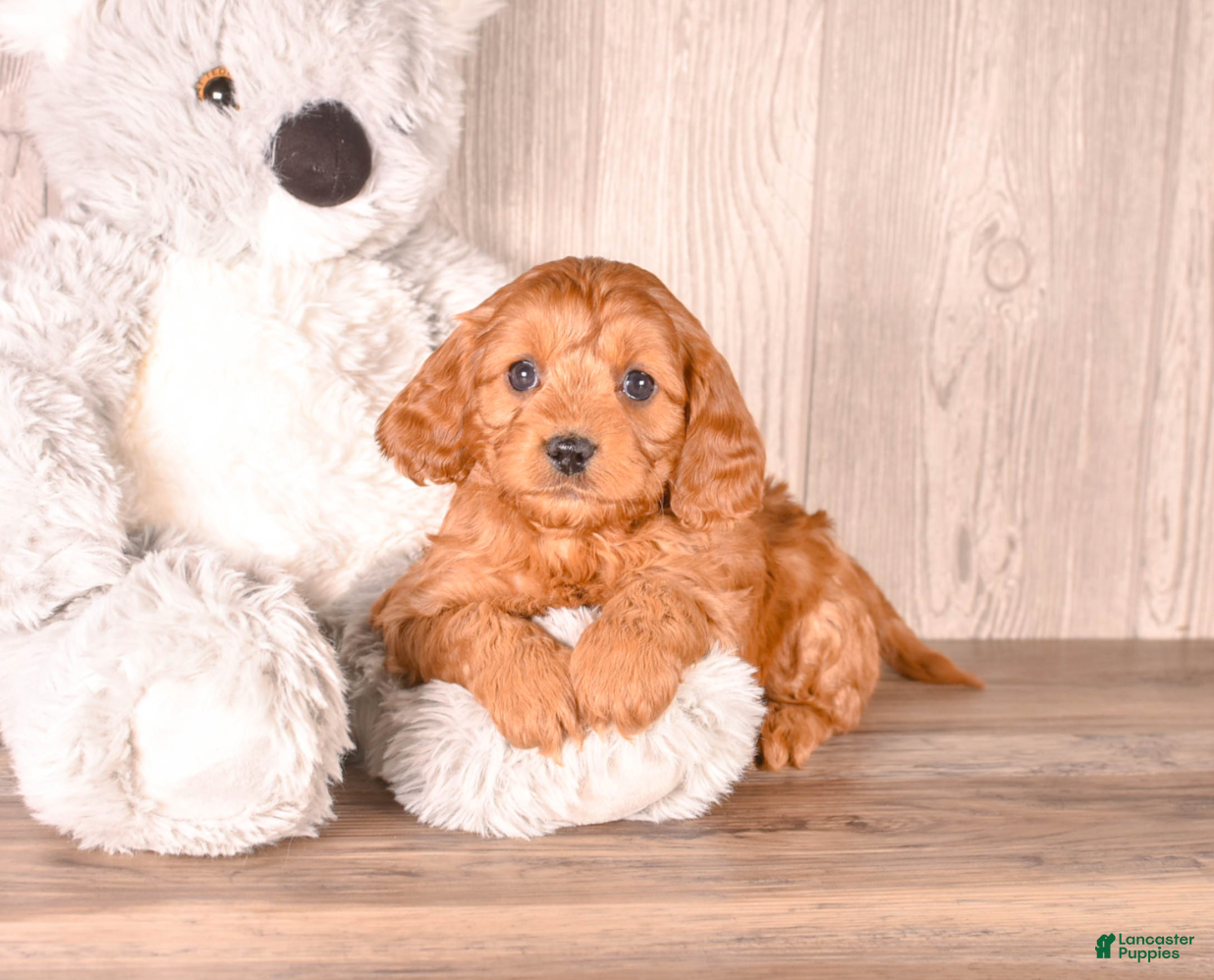 Cavapoo dogs FUTURE - Ad 1