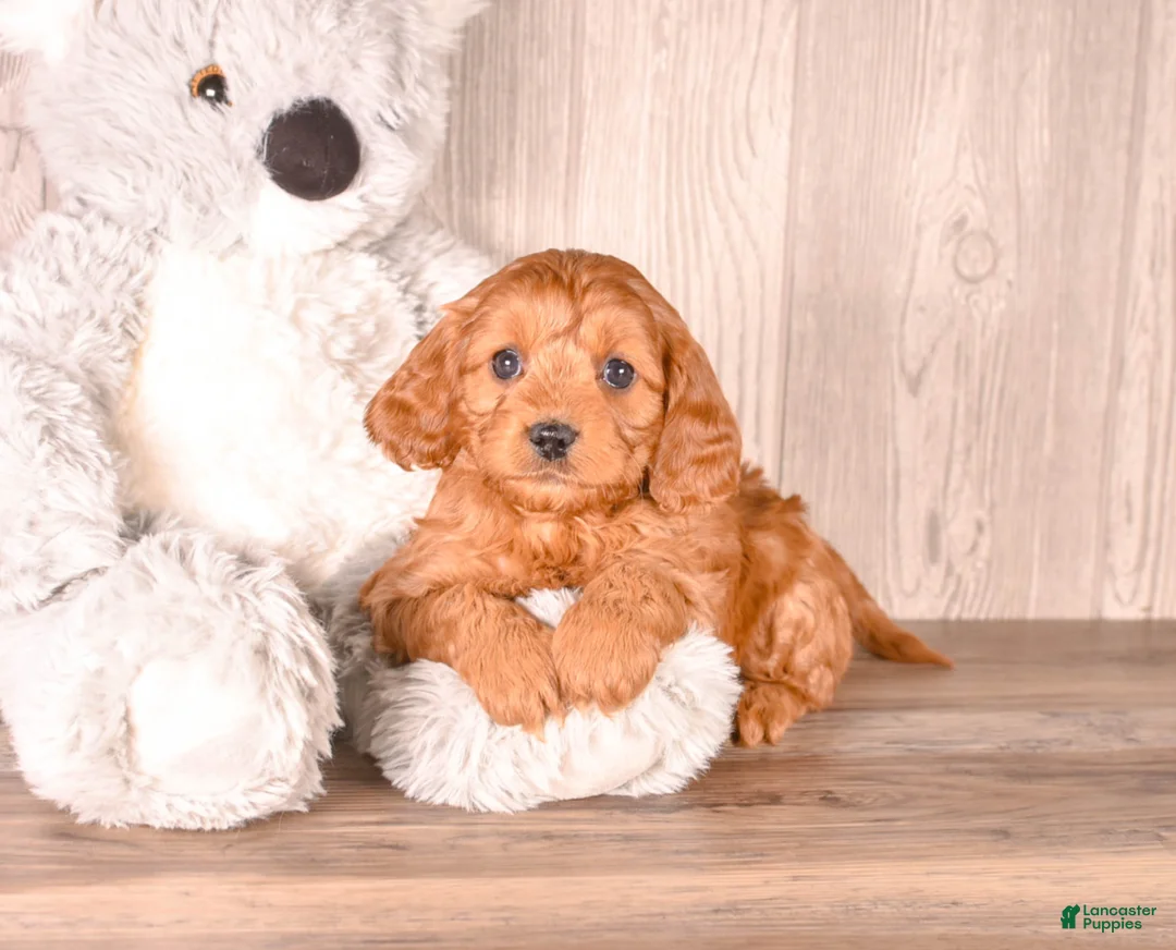 Cavapoo dogs for sale: FUTURE - Ad 1