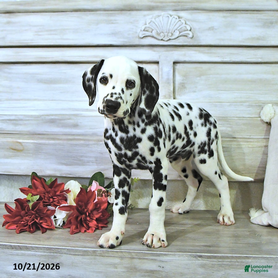 Dalmatian dogs for sale: Moose - Ad 1