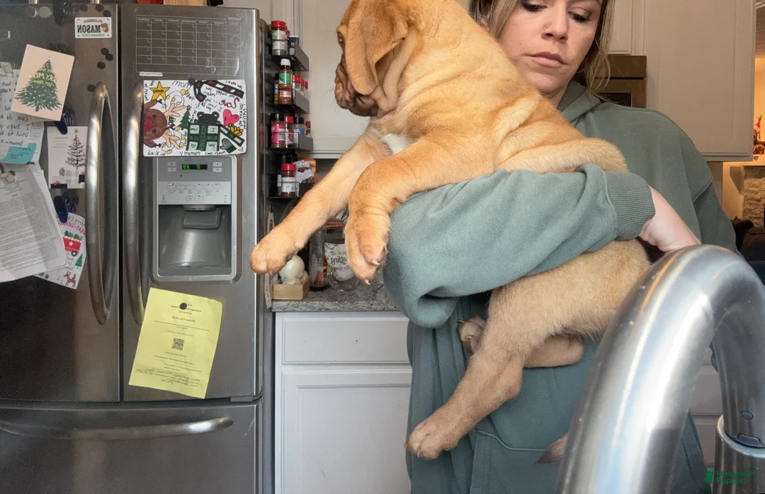 Dogue De Bordeaux dogs for sale: Dogue De Bordeaux Puppy 5 - Ad 6