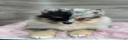 Pomsky dogs for sale: Stetson - Ad 1
