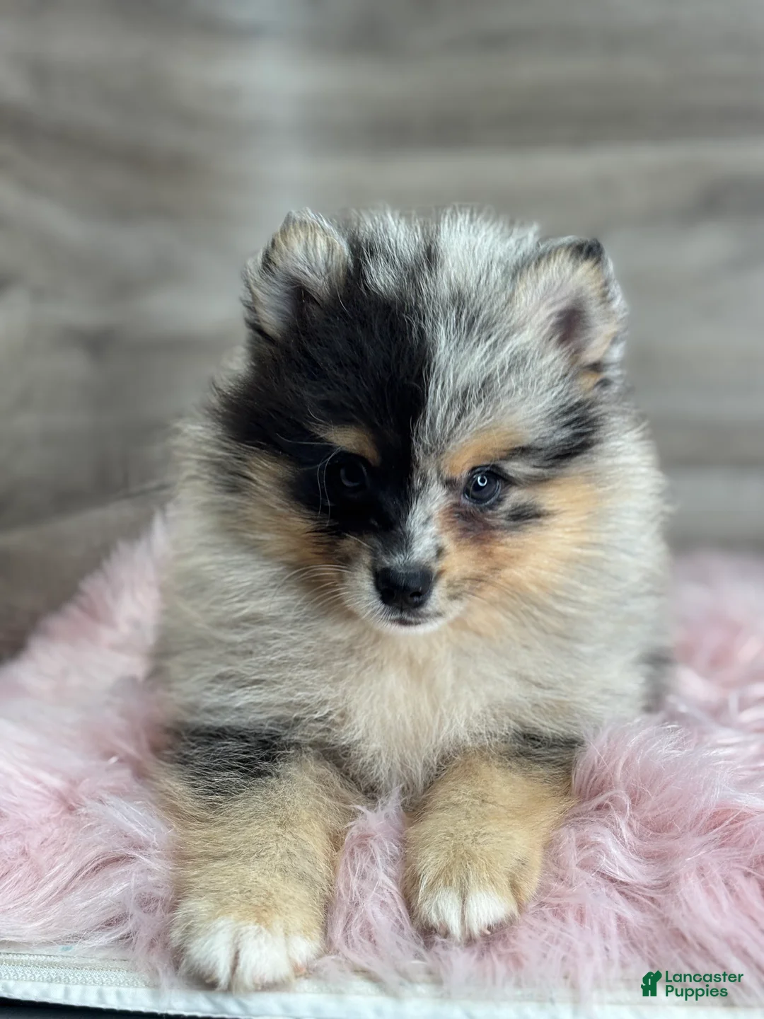 Pomsky dogs for sale: Stetson - Ad 1