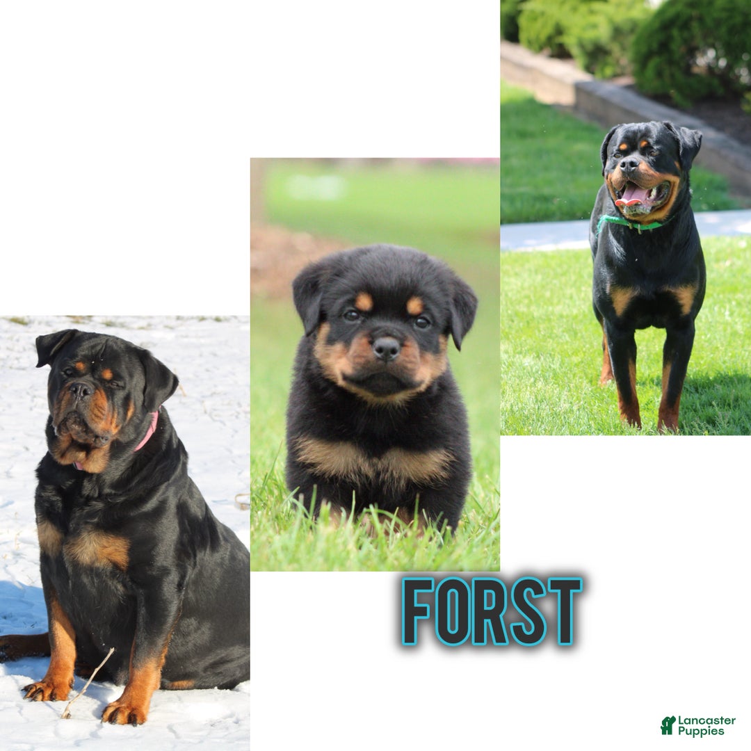 Rottweiler dogs for sale: Forst - Ad 1
