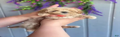 Ben