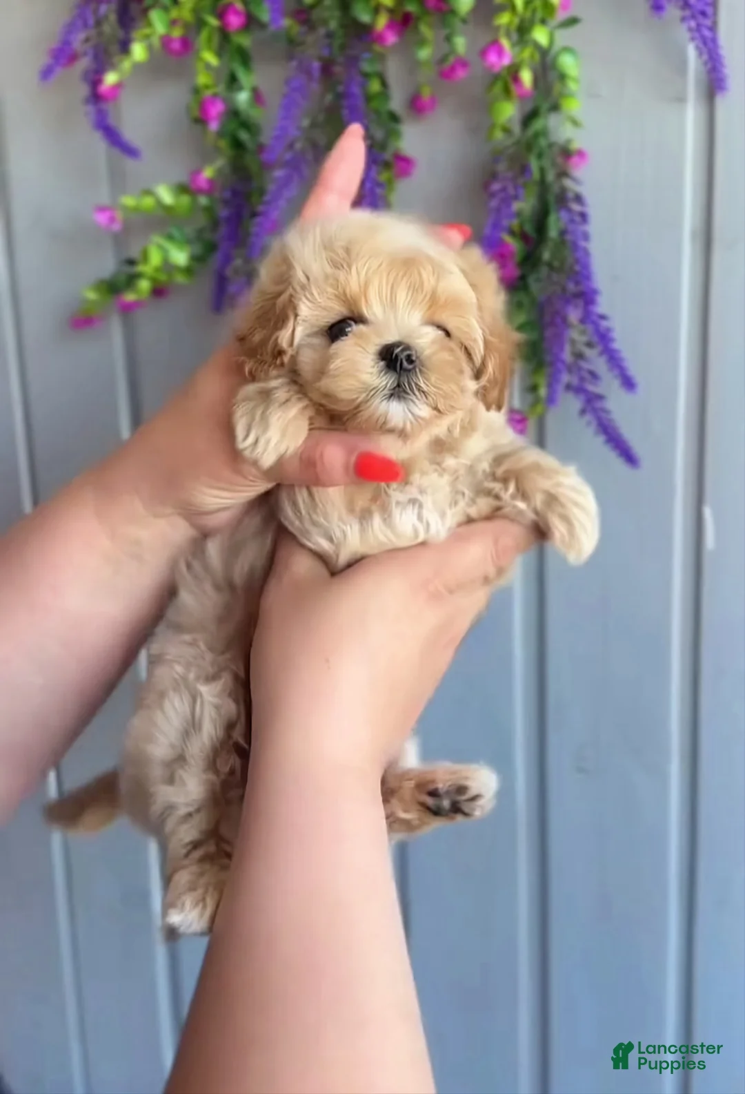 Maltipoo dogs for sale: Ben - Ad 1