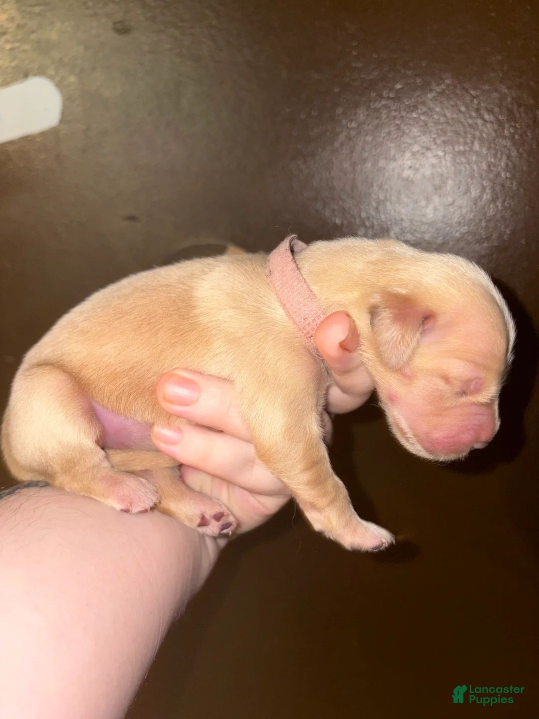 Golden Retriever dogs for sale: Croissant - Ad 1