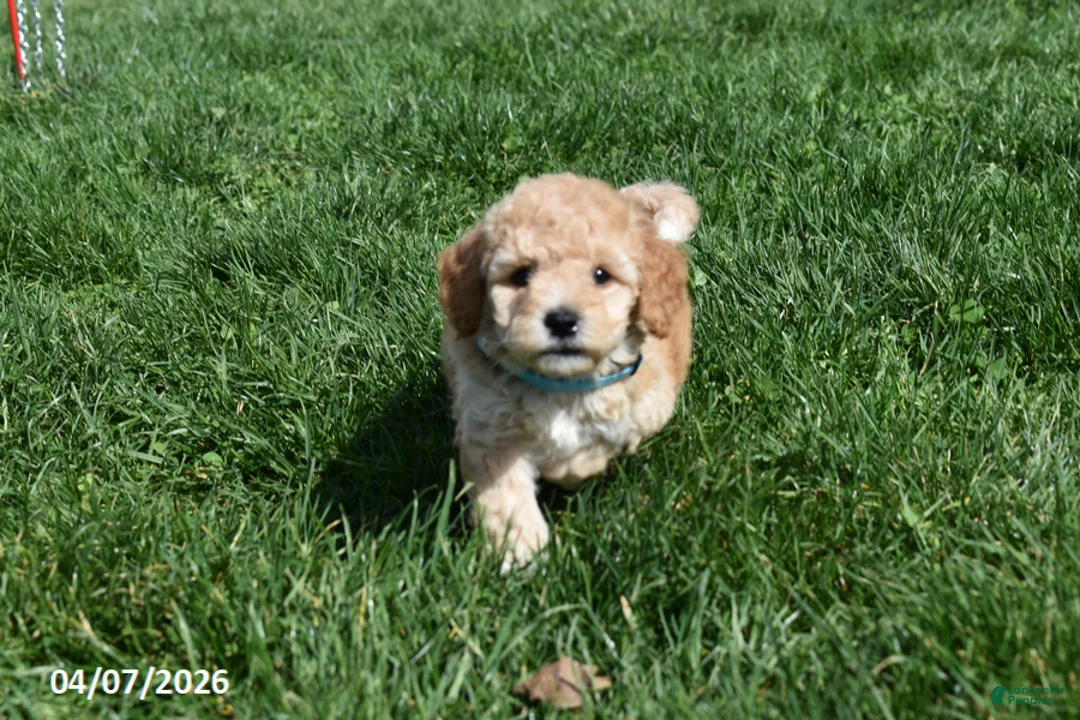 Bichpoo dogs for sale: Blake - Ad 2