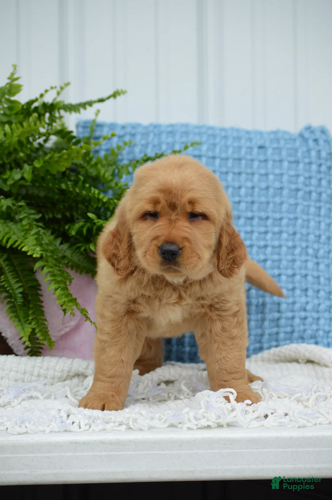 Golden Retriever dogs for sale: Dawn - Ad 2