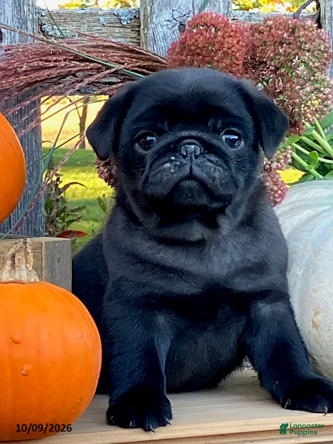 Pug dogs Corden - Ad 1