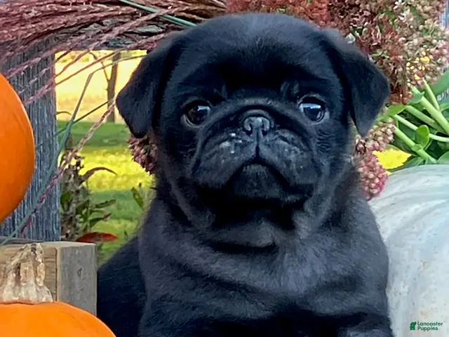 Pug dogs for sale: Corden - Ad 1