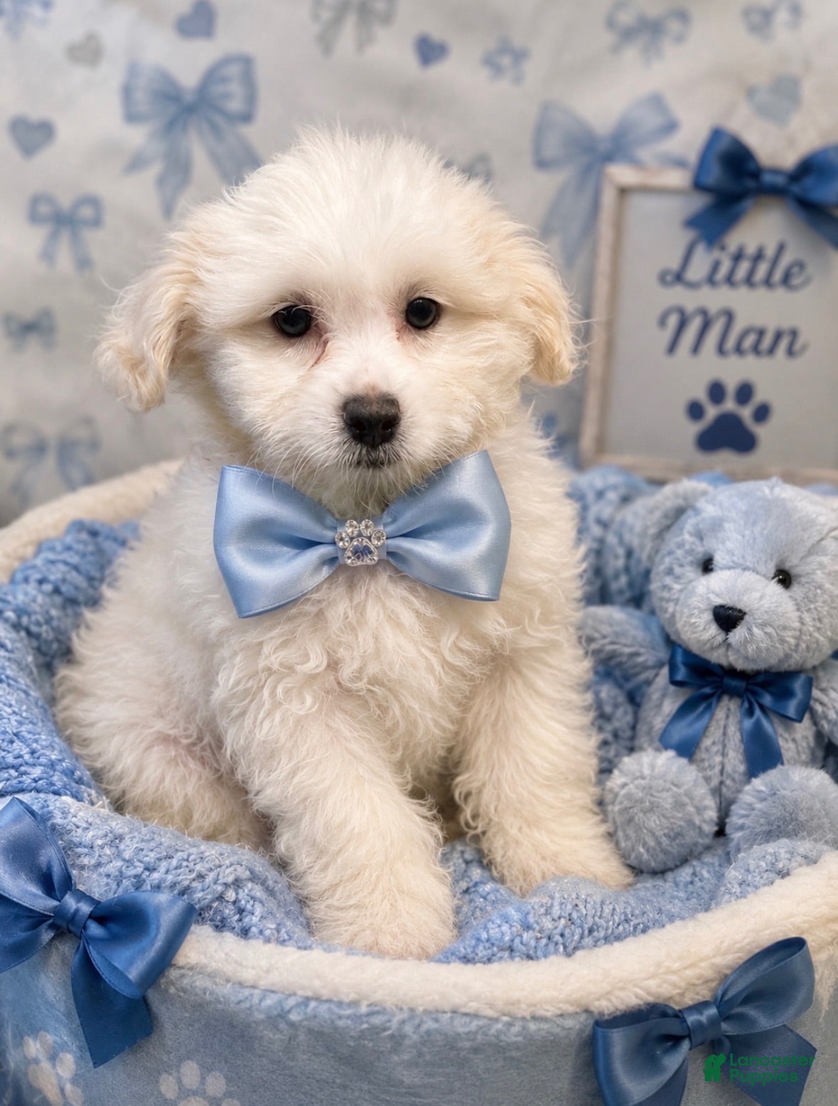 Malshi dogs Malshi  - Ad 9