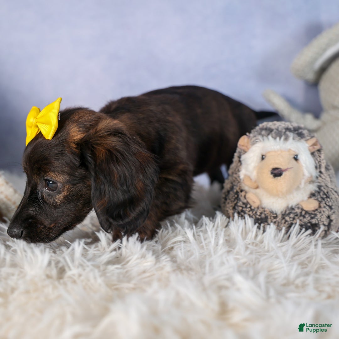 Miniature Dachshund dogs for sale: Cupcake - Ad 13