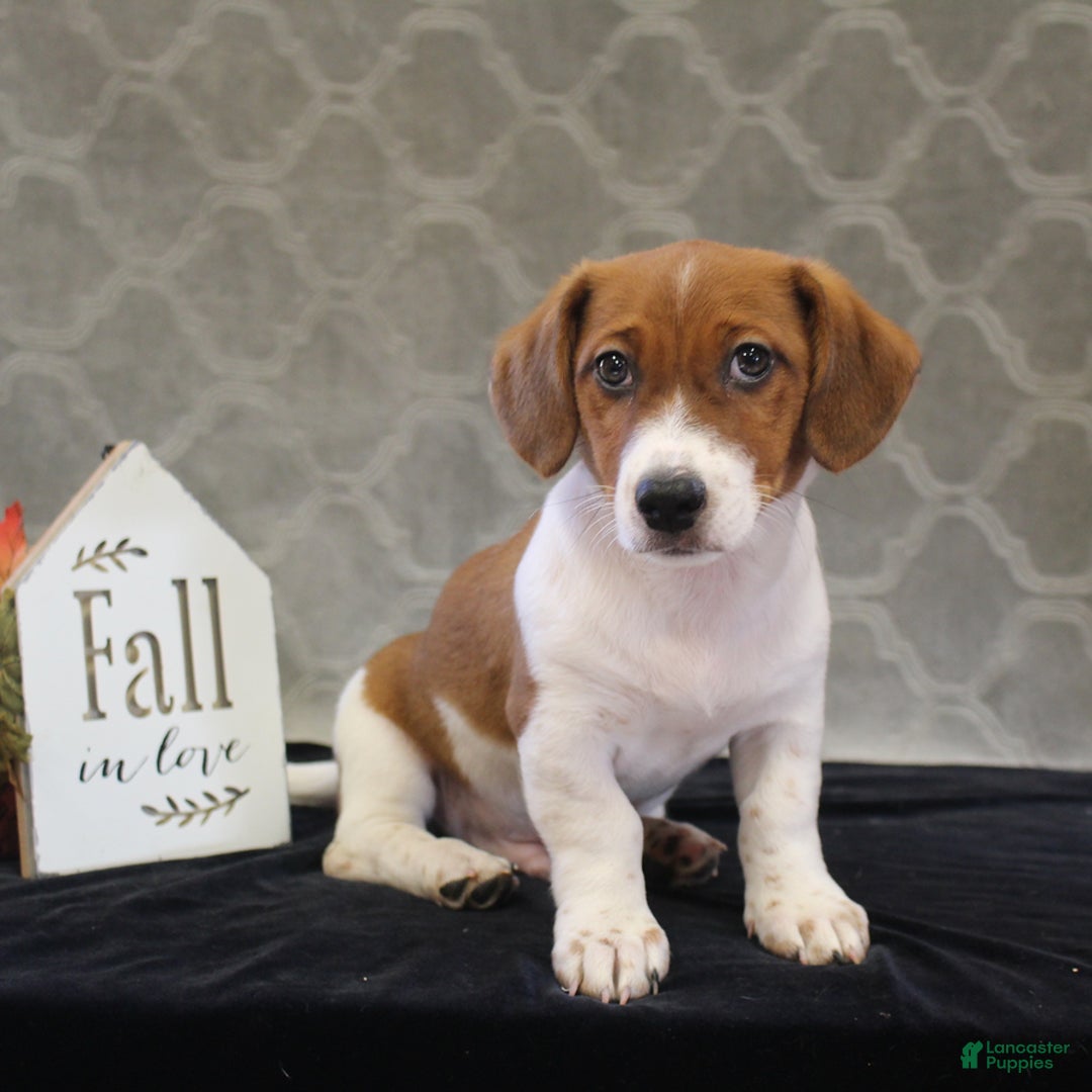Beagle Mix Jack Russell Boxer Mix Puppies For Sale Jack Russell