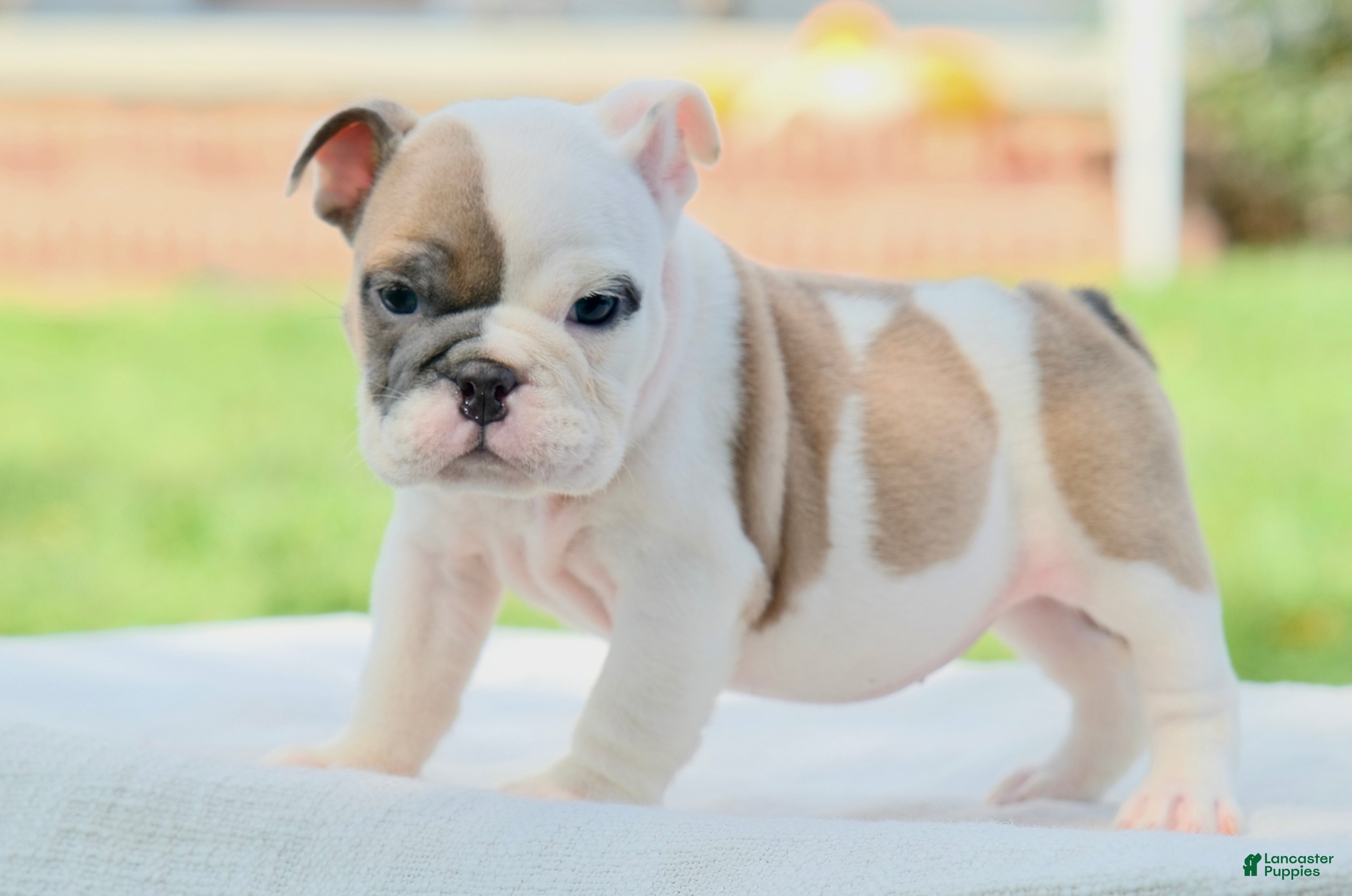 English Bulldog dogs Hazel - Ad 2