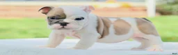 English Bulldog dogs for sale: Hazel - Ad 2