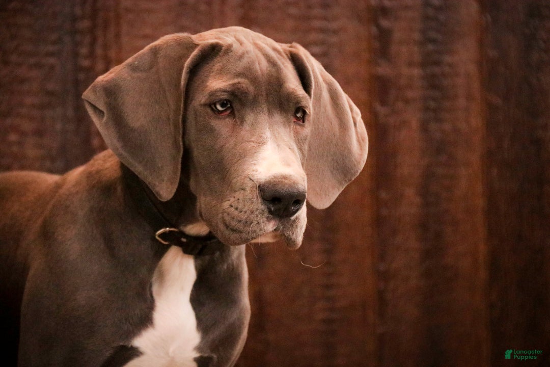 Great Dane dogs for sale: Liberty - Ad 1