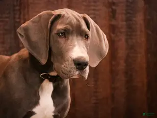 Great Dane dogs Liberty - Ad 13