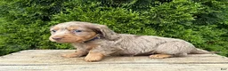 Dachshund dogs for sale: Sebastian - Ad 3