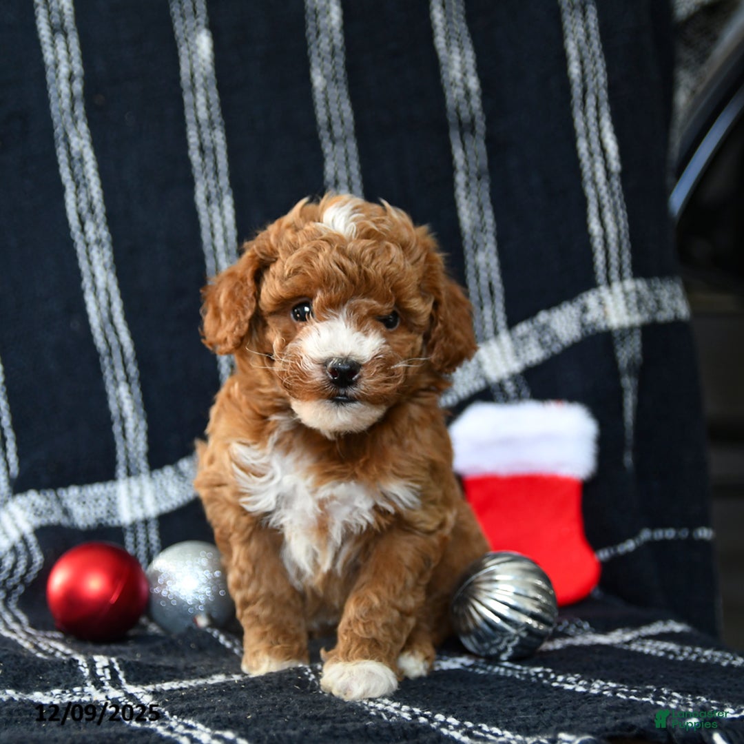 Miniature Poodle dogs for sale: Sweet Pea - Ad 2