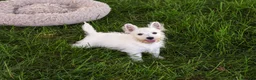 West Highland Terrier dogs for sale: Bonnie - Ad 9