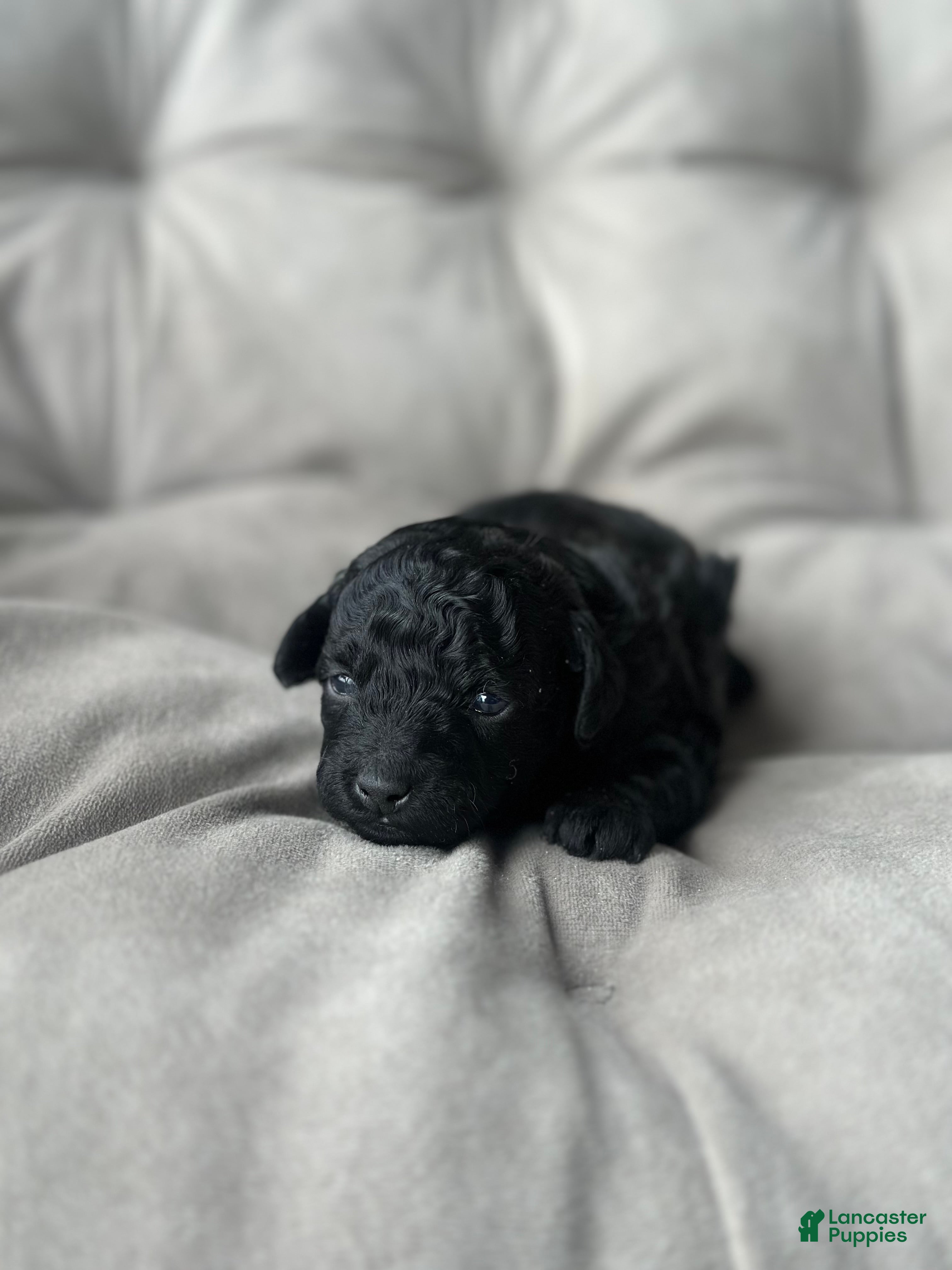 Toy Poodle dogs Midnight - Ad 40