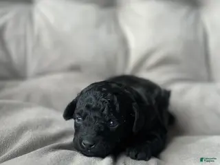 Toy Poodle dogs Midnight - Ad 11