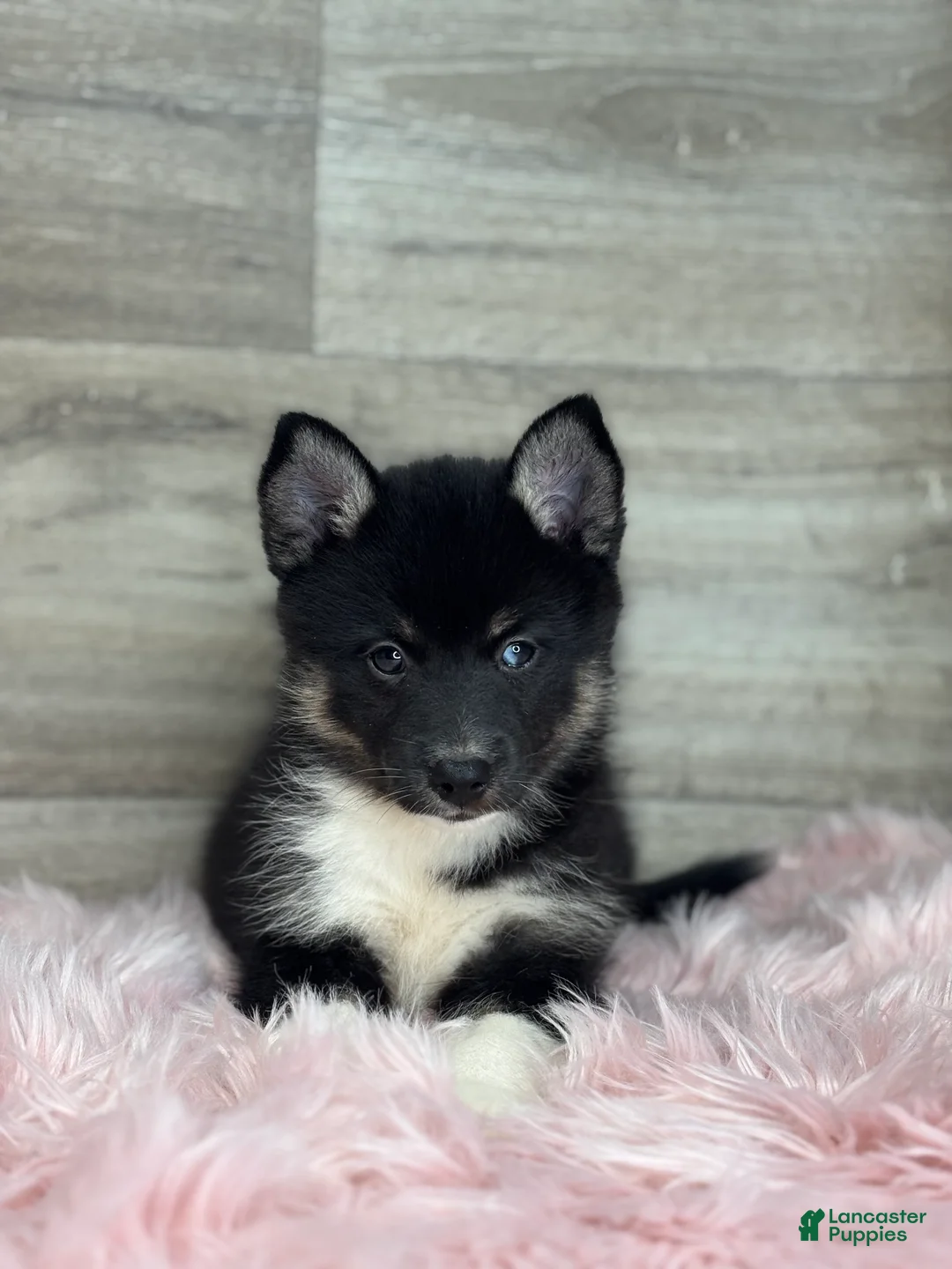 Pomsky dogs for sale: Emery - Ad 3