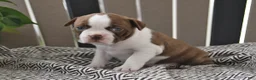 Boston Terrier dogs for sale: Penny - Ad 5
