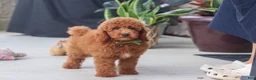 Miniature Poodle dogs for sale: Bo - Ad 5