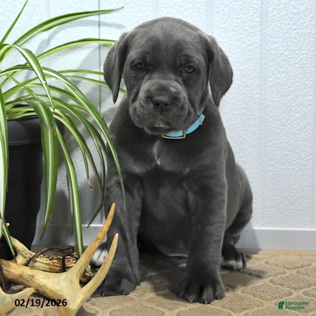 Cane Corso dogs for sale: Gipsy - Ad 3